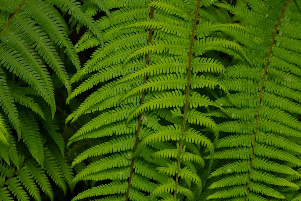 Slots Bonus Pour Le Plaisir